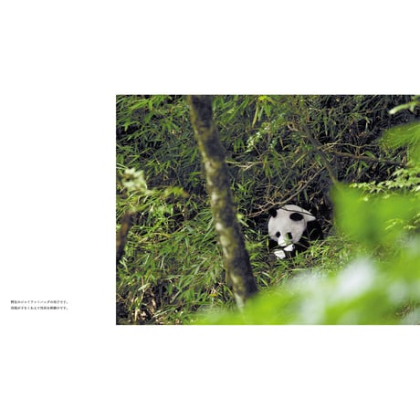 【岩合光昭】写真集『ぱんだ』
