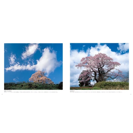 【竹内敏信】写真集『日本の桜』