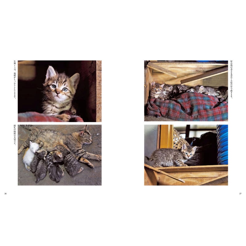 つぶねこページ 3269754496895520796-