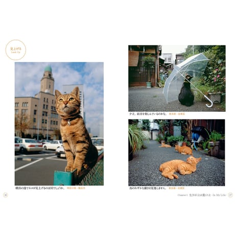 【岩合光昭】写真文庫『ねこ』