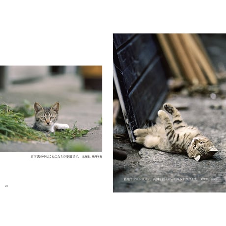 【岩合光昭】写真文庫『こねこ』