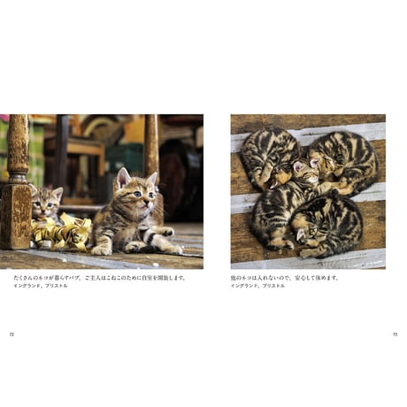 【岩合光昭】写真文庫『こねこ』