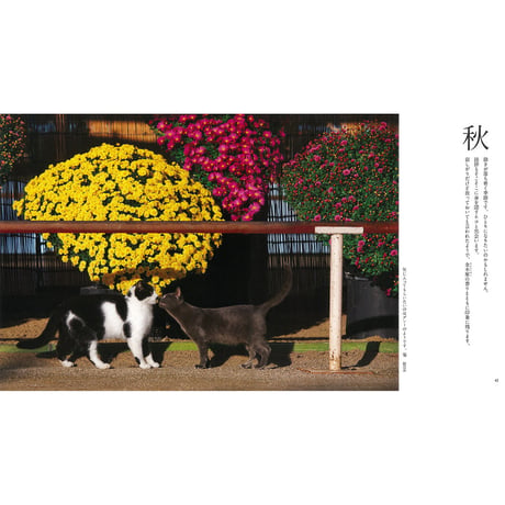 【岩合光昭】IWAGO’S BOOK ④『ねことはな』
