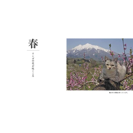 【岩合光昭】写文集『コトラ、母になる』