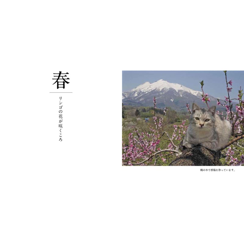 【中古】 ＰＴＡの掟 お母さんたちのコワ～イ話/光文社/平成ＰＴＡ研究会 中古】 PTAの掟 お母さんたちのコワ～イ話/光文社/平成PTA