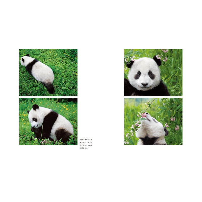 岩合光昭】写真集『ぱんだ』 | Crevis Online Store