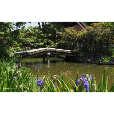【岩合光昭】写真集『ねこの京都』