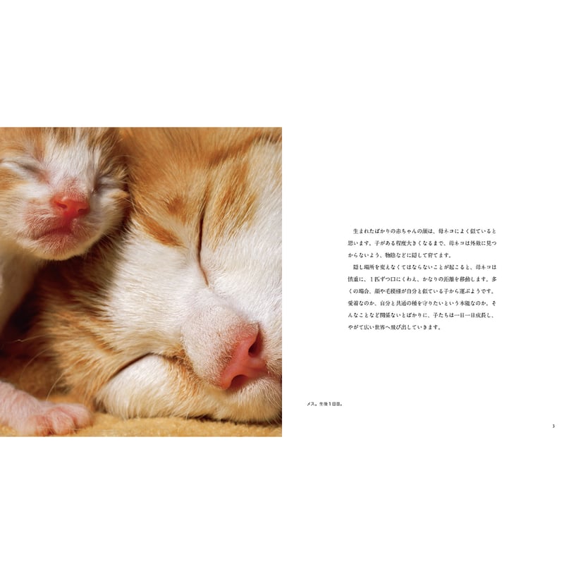 岩合光昭】IWAGO'S BOOK⑧『ねこがお』 | Crevis Online Store