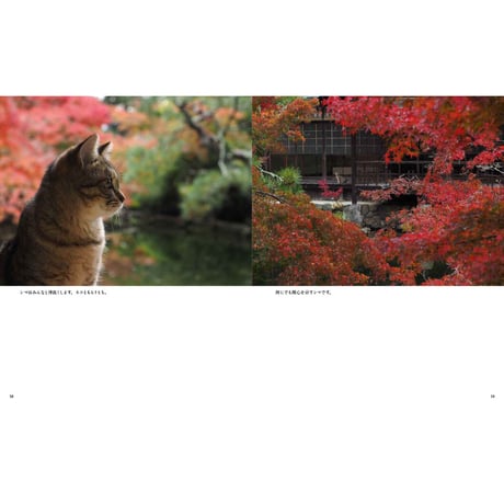 【岩合光昭】写真集『ねこの京都』