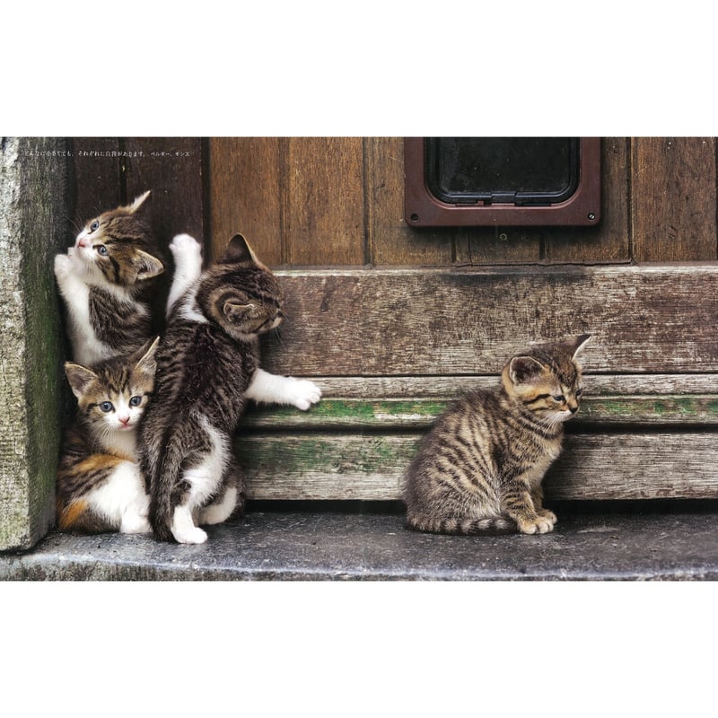 lsm.jpg4.us eva ionesco photosケン ネット  岩合光昭】写真集『こねこ』 | Crevis Online Store