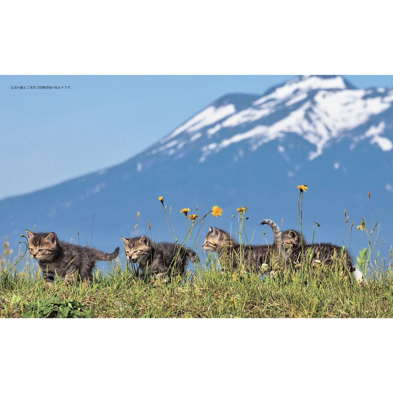 岩合光昭】写真集『ふるさとのねこ』 | Crevis Online Store 岩合光昭】写真集『ふるさとのねこ』 | Crevis Online Store