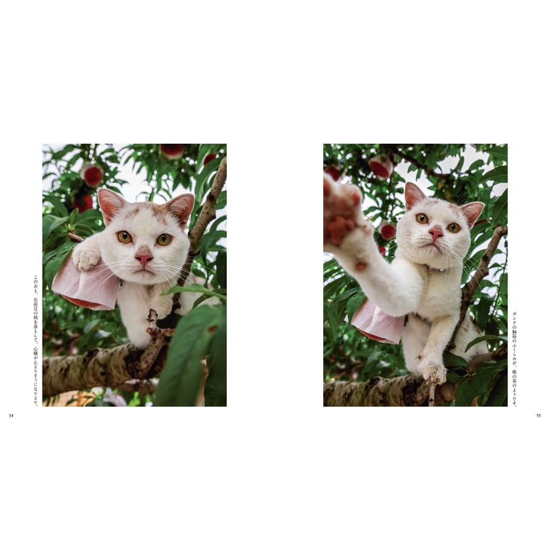 岩合光昭】IWAGO'S BOOK⑨『ボンド 桃農家のねこ』 | Crevis Onlin