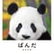 【岩合光昭】写真集『ぱんだ』