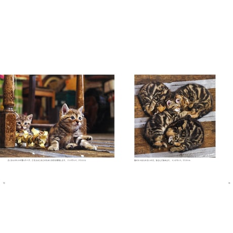 【岩合光昭】写真集『こねこ』