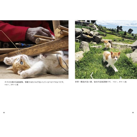 【岩合光昭】写真文庫『こねこ』