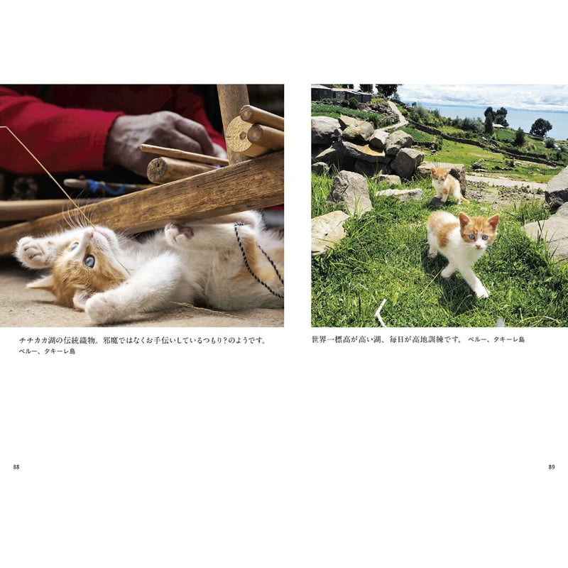 岩合光昭】写真文庫『こねこ』 | Crevis Online Store 岩合光昭】写真文庫『こねこ』 | Crevis Online Store