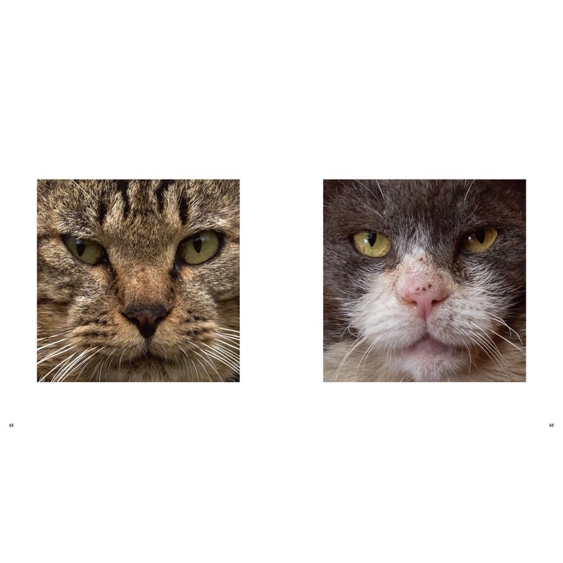 岩合光昭】IWAGO'S BOOK⑧『ねこがお』 | Crevis Online Store