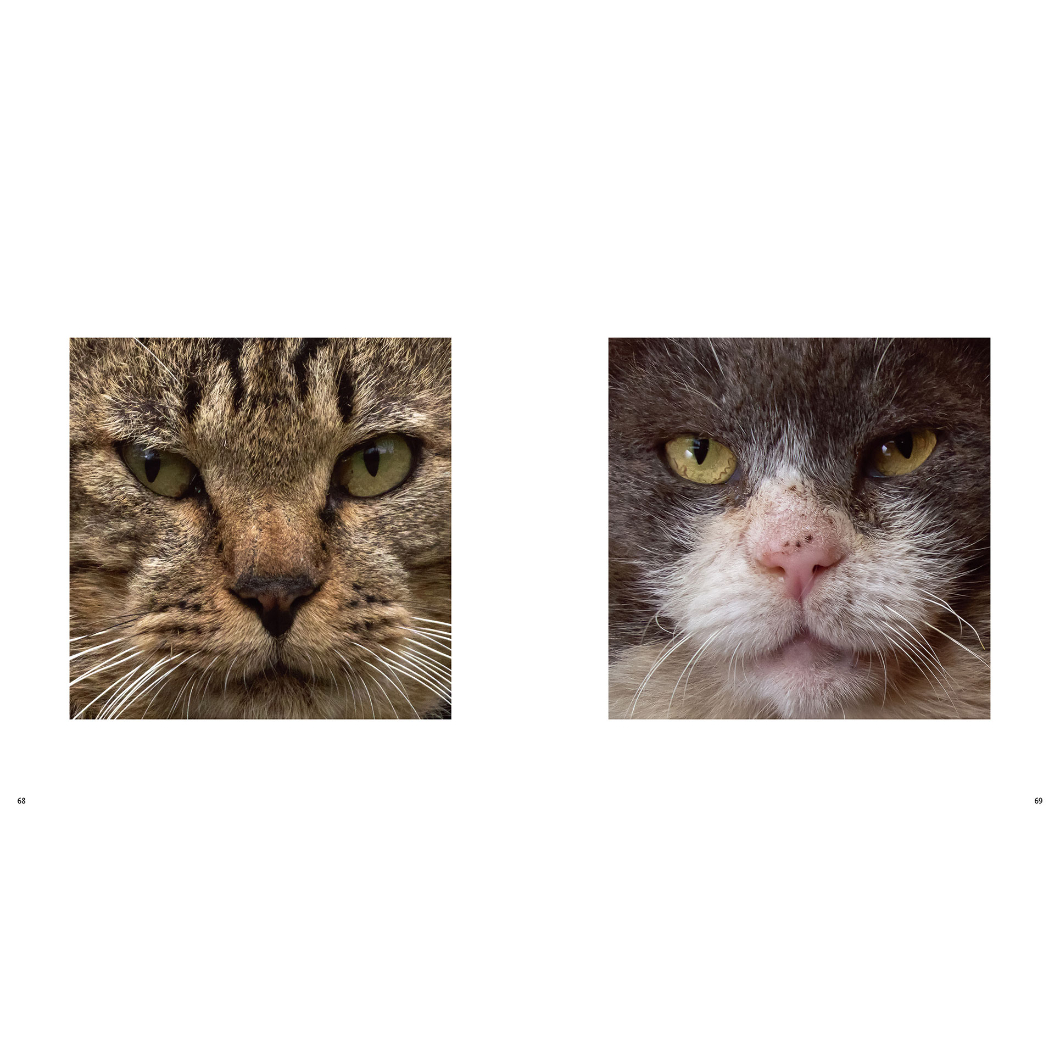 穏やかなお顔で見つめるねこ ジオード有り瑪瑙 素敵な逸品 【公式通販】