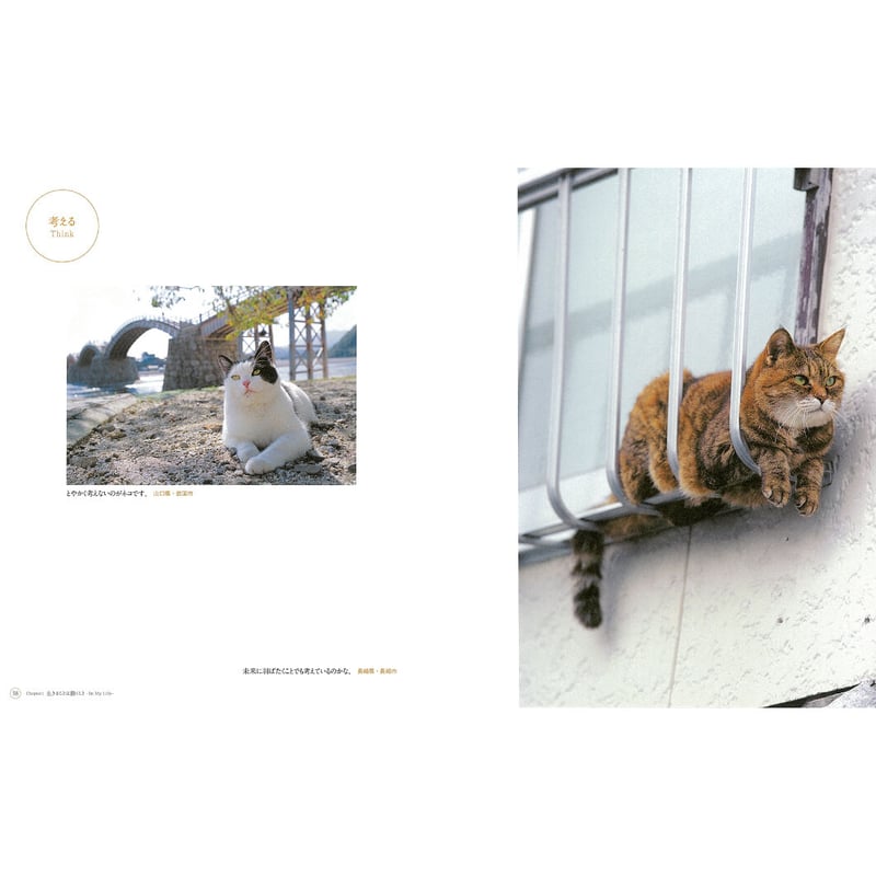 激安超特価 最大80%オフ 岩合光昭】写真集『ねこ』 Store Online Crevis | 猫