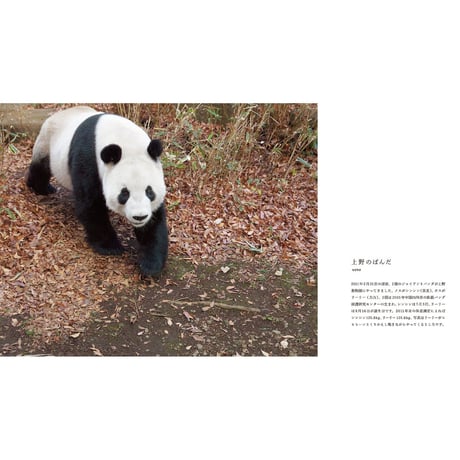 【岩合光昭】写真集『ぱんだ』