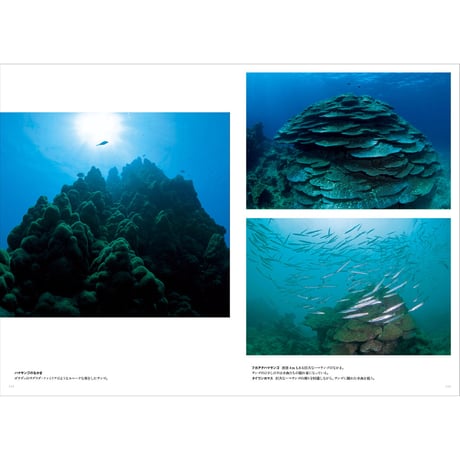 【中村卓哉】写真集『辺野古ー海と森がつなぐ命』