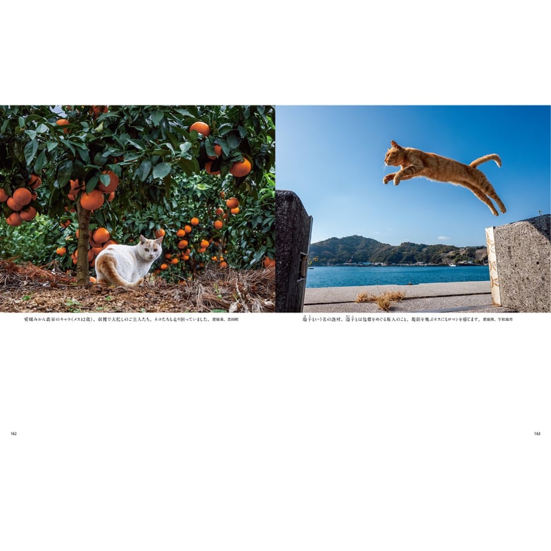 岩合光昭 クジラ 写真パネル シリアルナンバー入り 岩合光昭