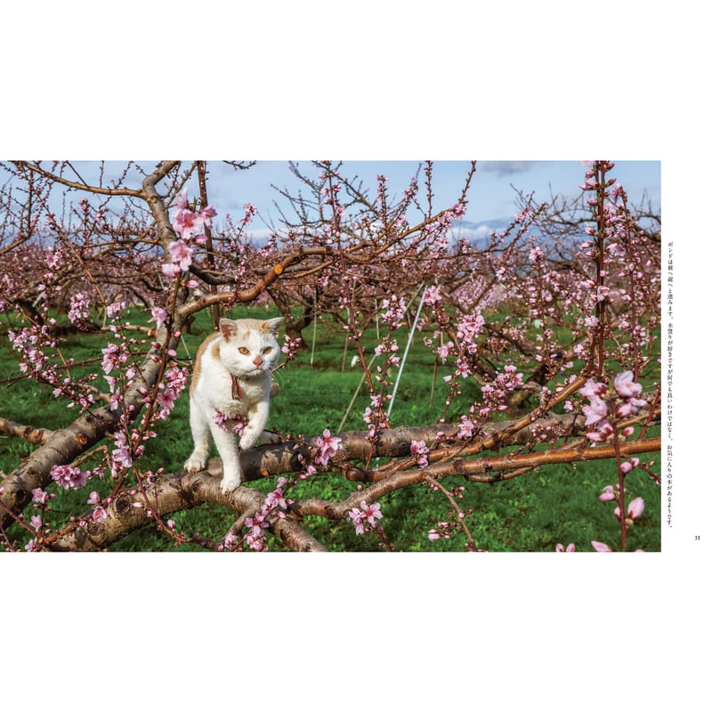 岩合光昭】IWAGO'S BOOK⑨『ボンド 桃農家のねこ』 | Crevis Onlin