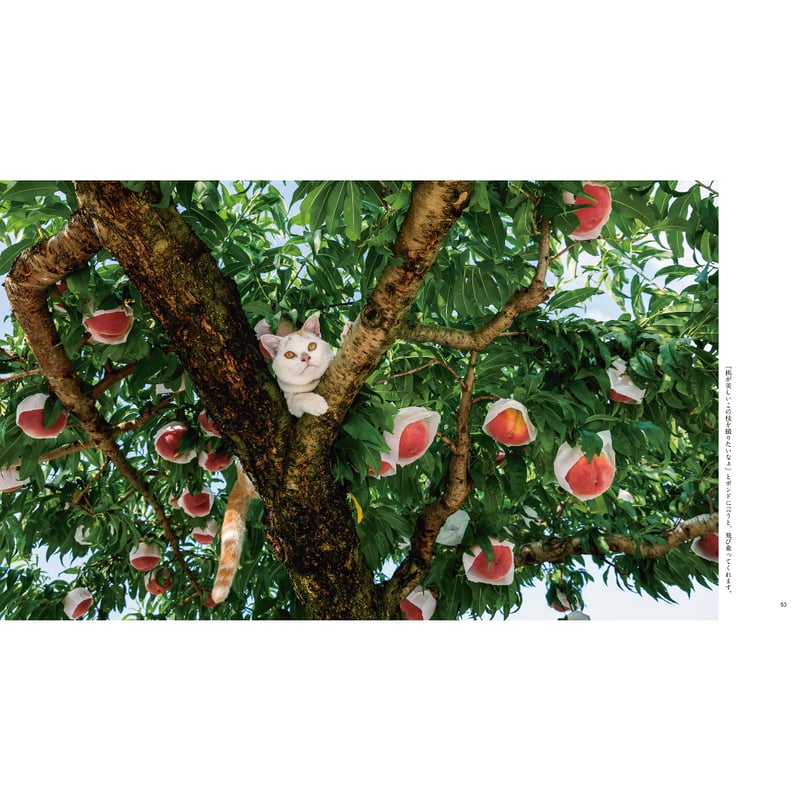 岩合光昭】IWAGO'S BOOK⑨『ボンド 桃農家のねこ』 | Crevis Onlin