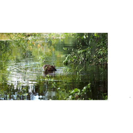 【岩合光昭】写真集『PANTANAL　パンタナール』