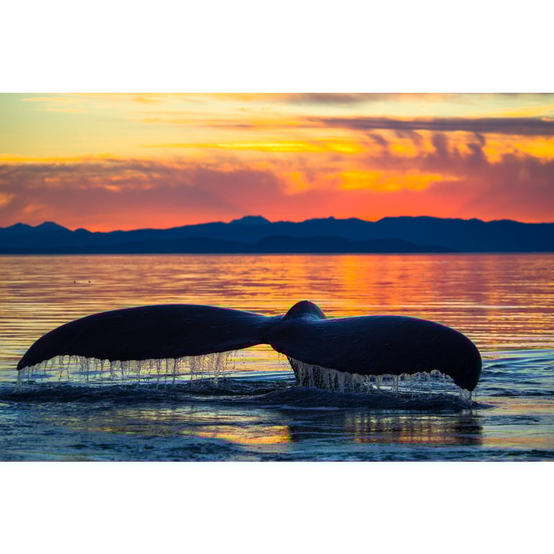 海松(最大級) 松本紀生】オリジナルプリント「Gentle Giant」 | Crevis Online