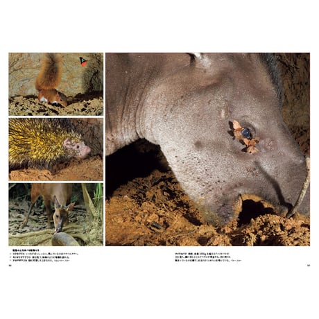【山口大志】写真集『AMAZON 密林の時間』