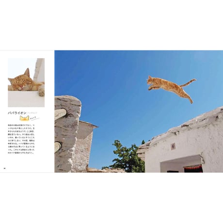 【岩合光昭】IWAGO’S BOOK ②『とらねこ』
