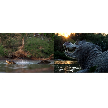 【岩合光昭】写真集『PANTANAL　パンタナール』