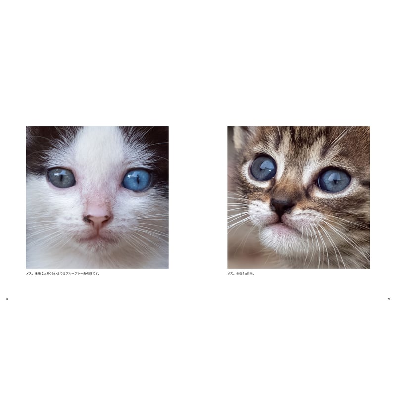 岩合光昭】IWAGO'S BOOK⑧『ねこがお』 | Crevis Online Store