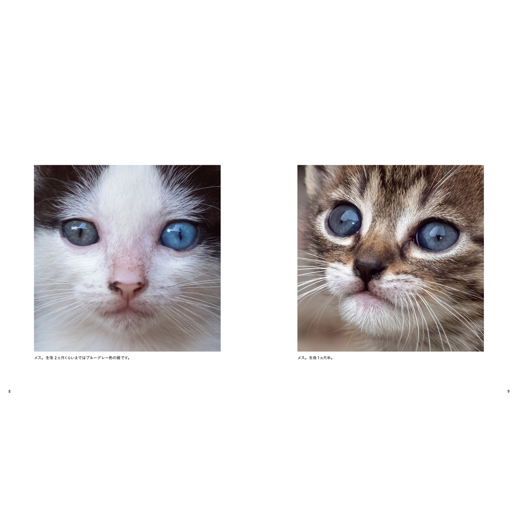 穏やかなお顔で見つめるねこ ジオード有り瑪瑙 素敵な逸品 ジオード