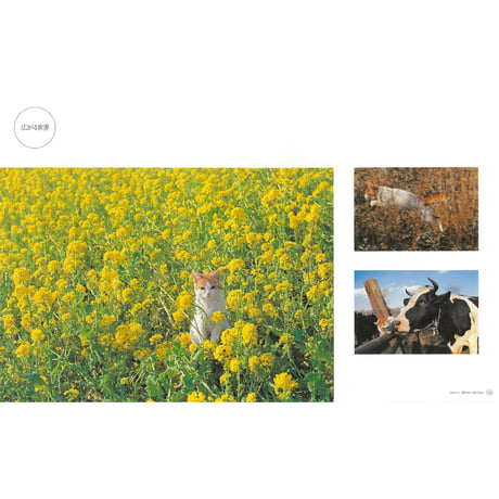 【岩合光昭】写真集『ねこ』
