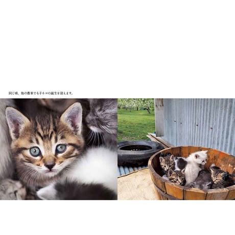 【岩合光昭】写真文庫『ふるさとのねこ』