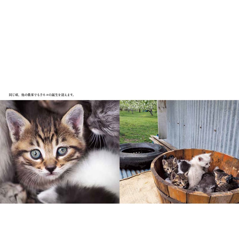 犀吉 黒田征太郎 クレヨン画 猫 2つセット 犀吉 黒田征太郎 クレヨン画