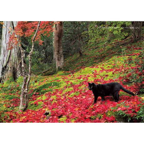 【岩合光昭】写真文庫『ねこの京都』