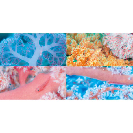 【古見きゅう】写真集『The Coral Triangle 〜密林珊瑚〜』