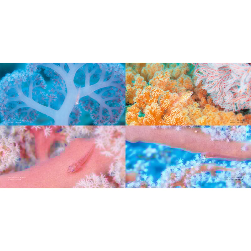 古見きゅう】写真集『The Coral Triangle 〜密林珊瑚