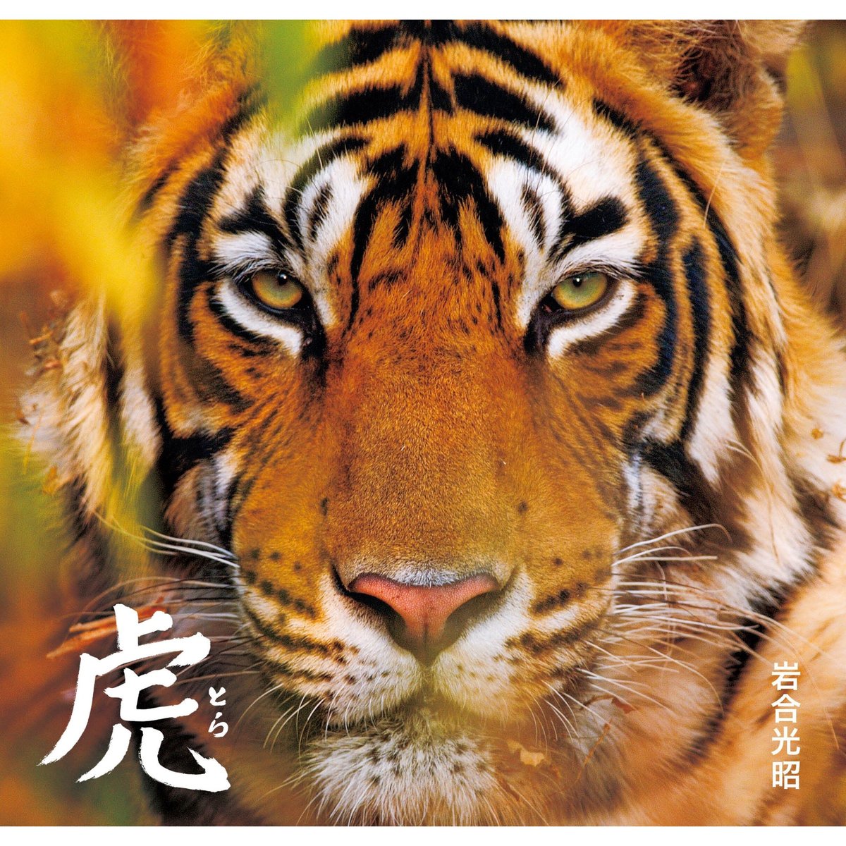 洋書◆虎の写真集 本 動物 トラ タイガー 洋書◇虎の写真集 本 動物 トラ タイガー | 洋書堂