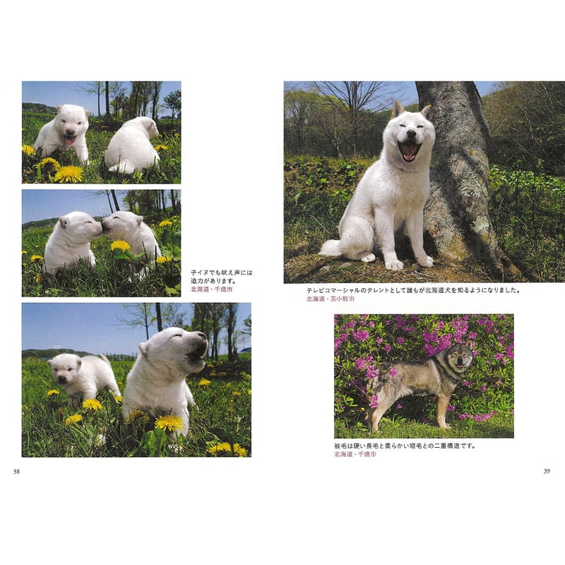 岩合光昭】写真文庫『いぬ』 | Crevis Online Store 岩合光昭】写真文庫『いぬ』 | Crevis Online Store