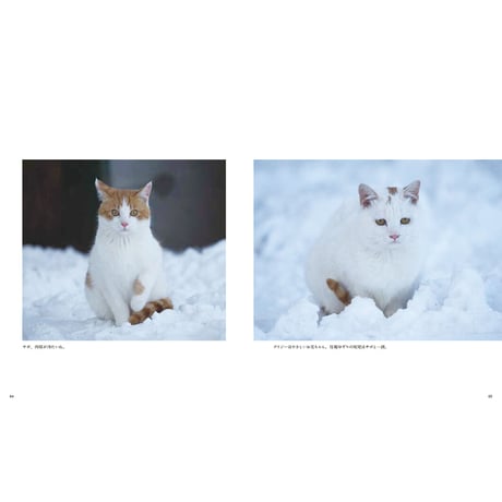【岩合光昭】写真集『劇場版　岩合光昭の世界ネコ歩き　あるがままに、水と大地のネコ家族』