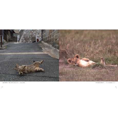 【岩合光昭】写真集『ネコライオン』