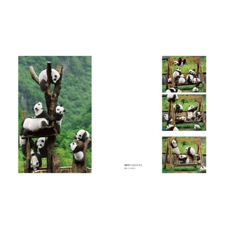 【岩合光昭】写真集『ぱんだ』