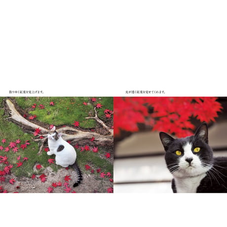 【岩合光昭】写真文庫『ねこの京都』