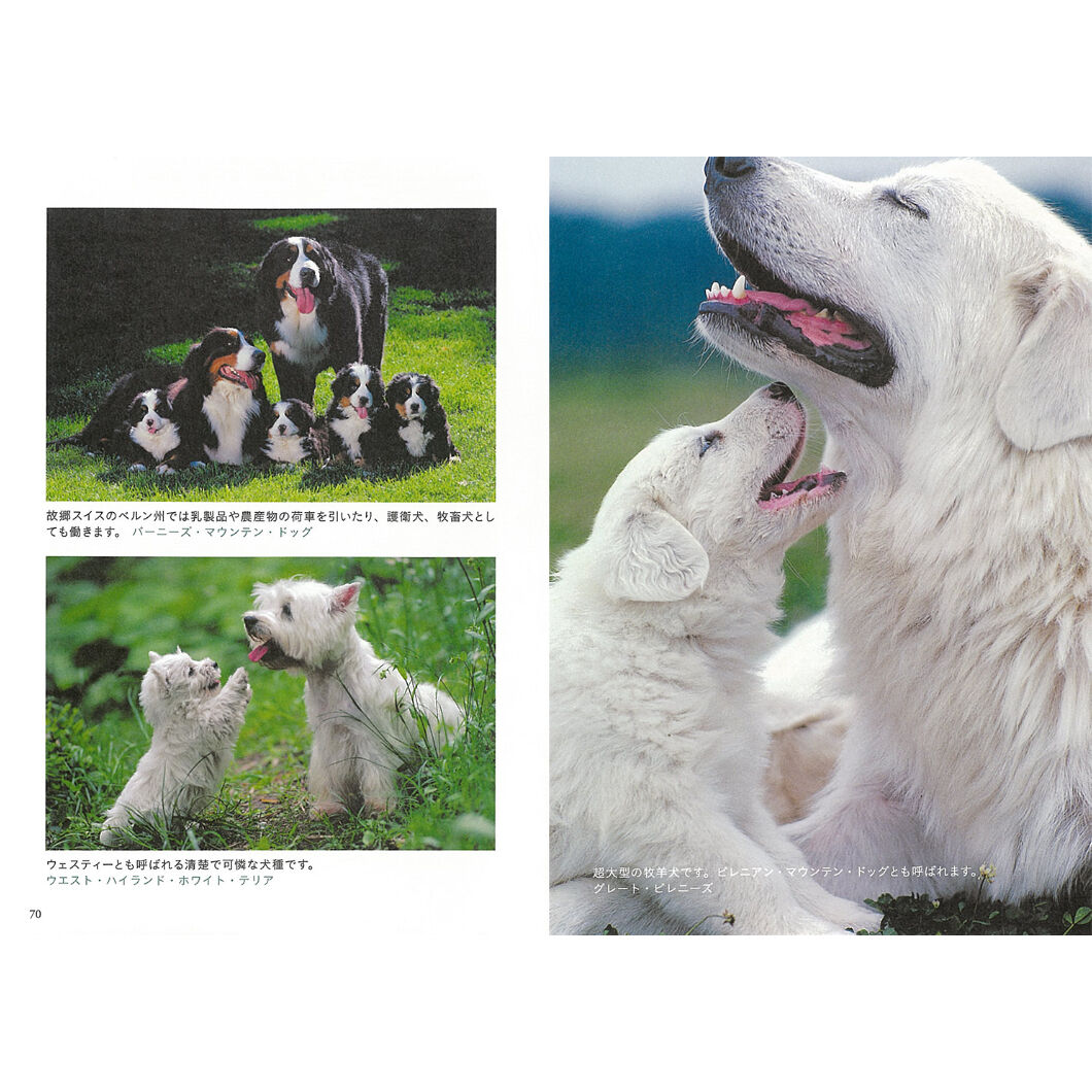 岩合光昭】写真文庫『いぬ』 | Crevis Online Store 岩合光昭】写真文庫『いぬ』 | Crevis Online Store