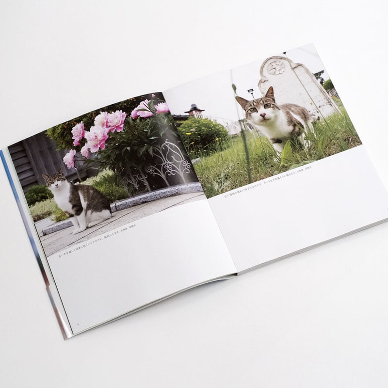 岩合光昭】写真集『岩合光昭の日本ねこ歩き』 | Crevis Online Store 岩合光昭】写真集『岩合光昭の日本ねこ歩き』 | Crevis Online Store