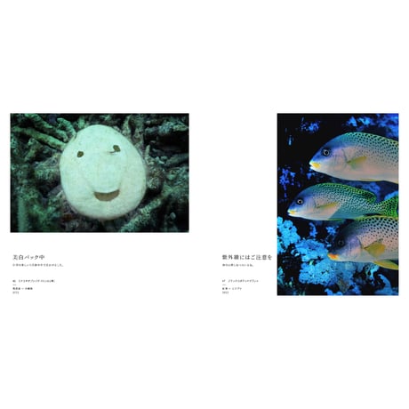 【中村征夫】写真集『海中顔面大博覧会』